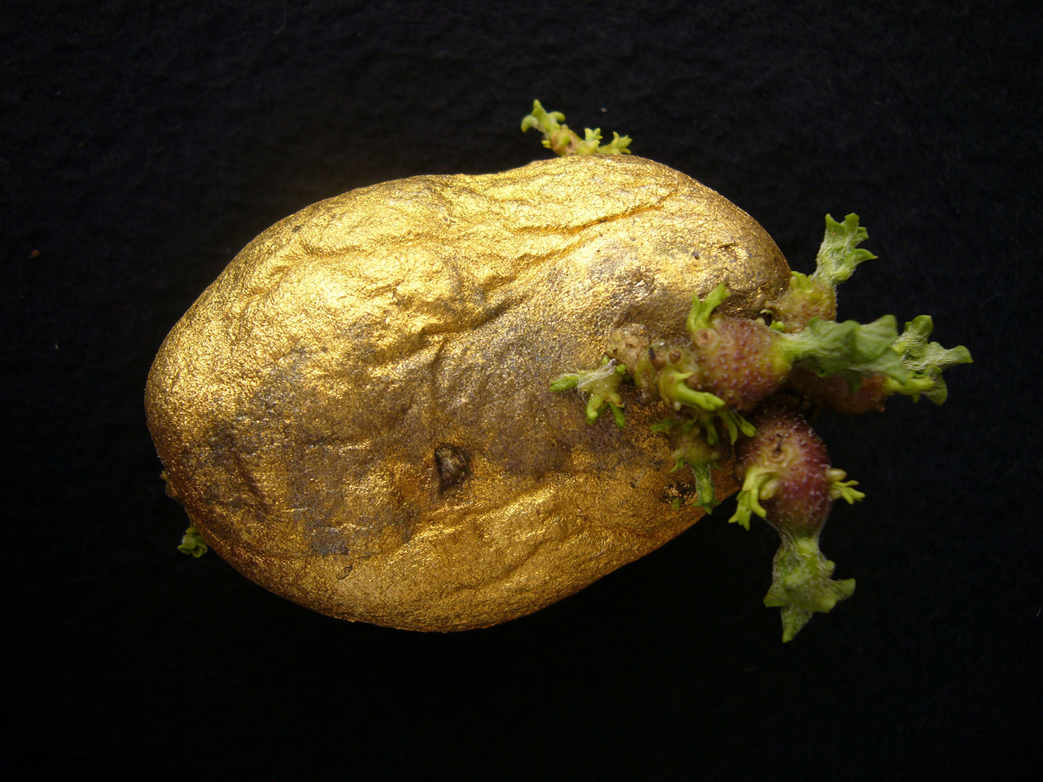 CENTRO | Detail | gold plated potato out of the first circle